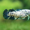 Blue/Green Dalmatian Plakat- Female