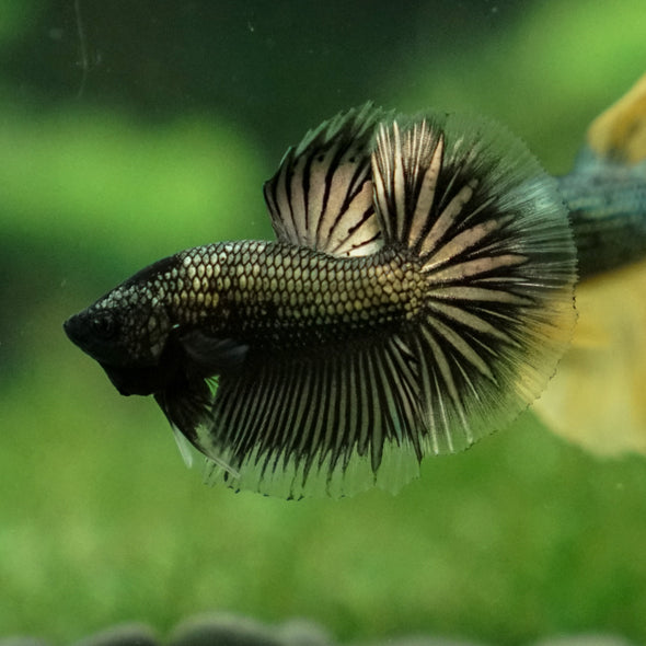 Dragon Scale Halfmoon - 10 weeks old