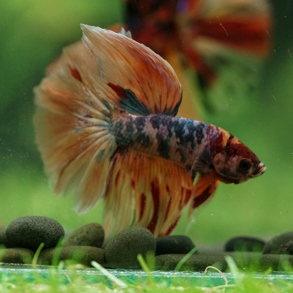 Galaxy/Candy Koi Halfmoon - 14 weeks old
