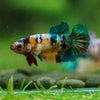 Multicolor/ Galaxy Koi Plakat- Female- 13 Weeks Old