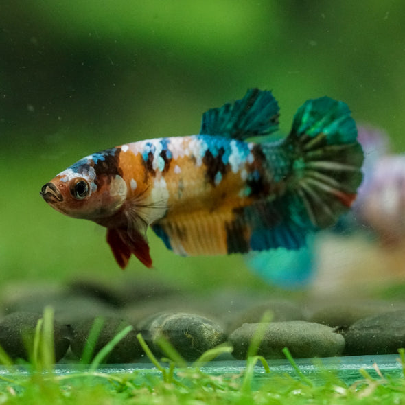 Multicolor/ Galaxy Koi Plakat- Female- 13 Weeks Old