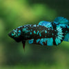 Black Galaxy Koi Plakat (Avatar) - Female- 13 Weeks Old