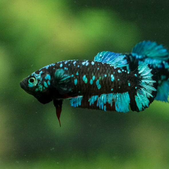 Black Galaxy Koi Plakat (Avatar) - Female- 13 Weeks Old