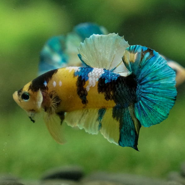 Multicolor/Galaxy Koi Plakat -13 weeks Old