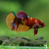 Multicolor/ Galaxy Koi Plakat- Female- 13 Weeks Old