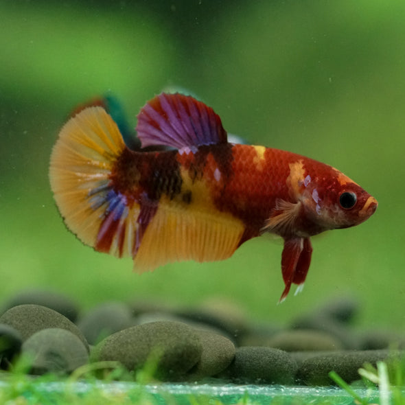 Multicolor/ Galaxy Koi Plakat- Female- 13 Weeks Old