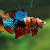 Multicolor/Galaxy Koi Plakat -16 weeks Old