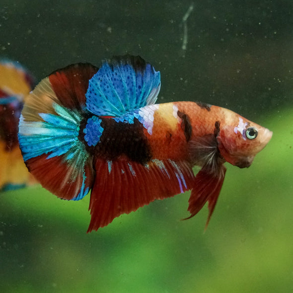 Multicolor/Galaxy Koi Plakat -16 weeks Old