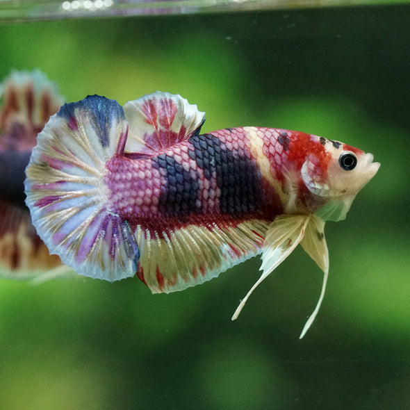 Multicolor/Galaxy Koi Plakat -11 weeks Old