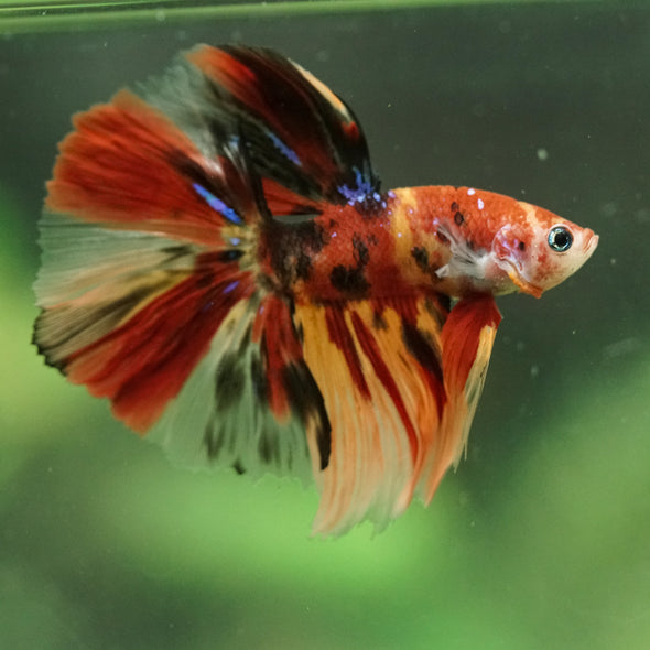 Galaxy/Candy Koi Halfmoon - 14 weeks old