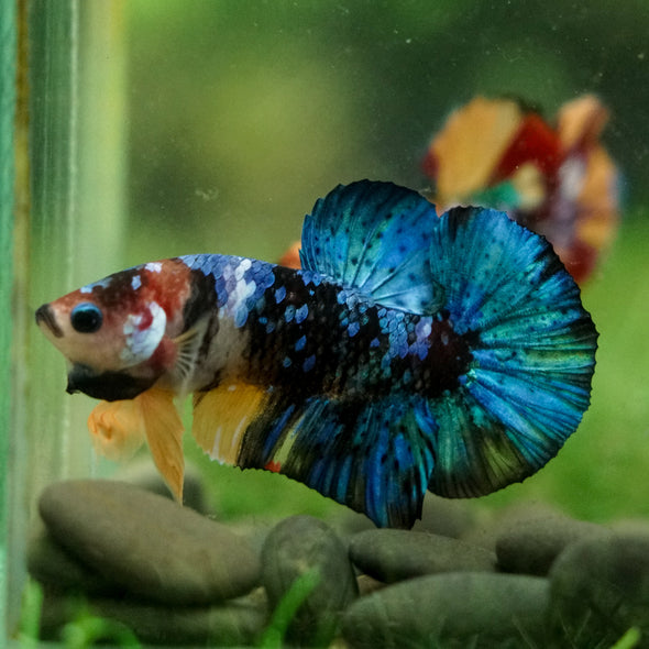 Multicolor/Galaxy Koi Plakat -16 weeks Old
