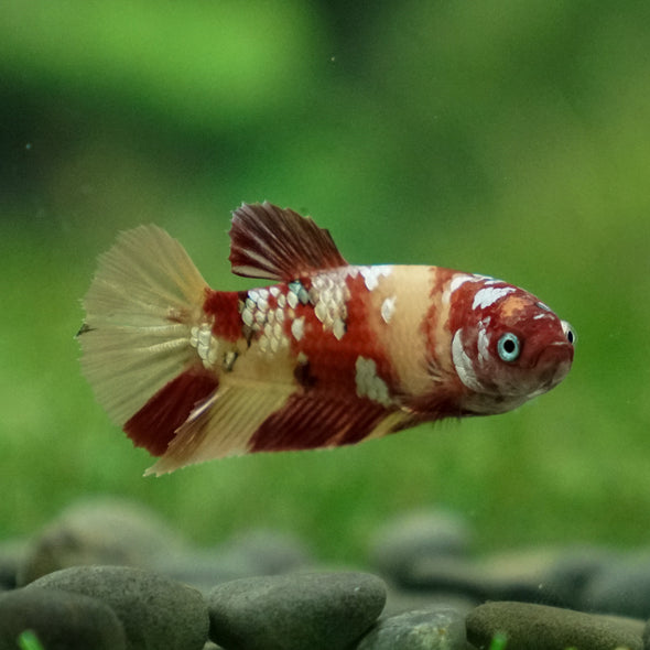 Multicolor/ Galaxy Koi Plakat- Female- 13 Weeks Old