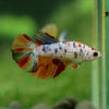 Multicolor/ Galaxy Koi Halfmoon - Female- 13 Weeks Old