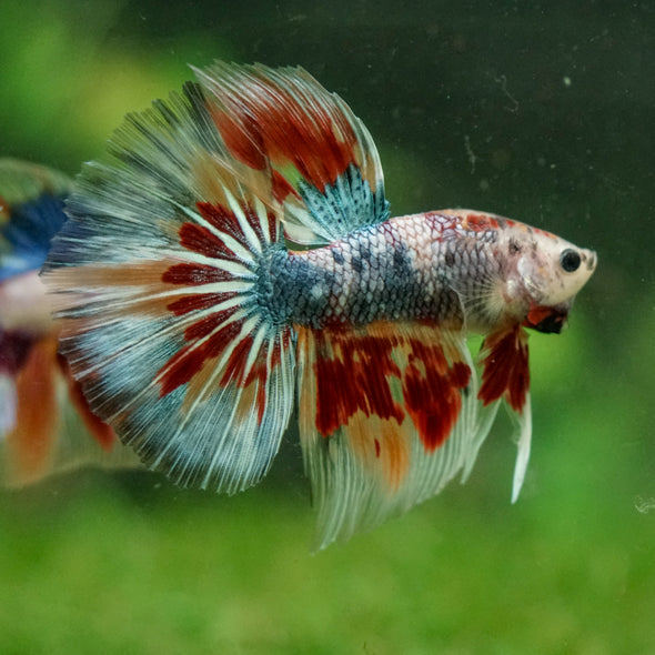Galaxy/Candy Koi Halfmoon - 14 weeks old