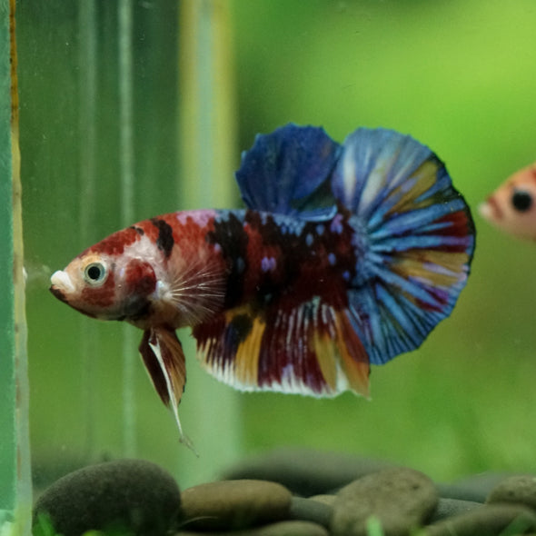 Multicolor/Galaxy Koi Plakat -11 weeks Old