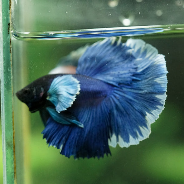 Dumbo Halfmoon - 14 weeks old