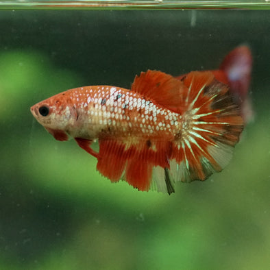 Multicolor/ Galaxy Koi Halfmoon- Female- 13 Weeks Old