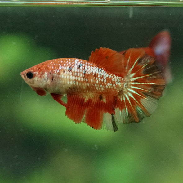 Multicolor/ Galaxy Koi Halfmoon- Female- 13 Weeks Old