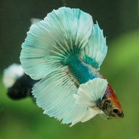 Dumbo Halfmoon - 11 weeks old