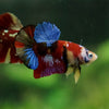 Multicolor/Galaxy Koi Plakat -16 weeks Old