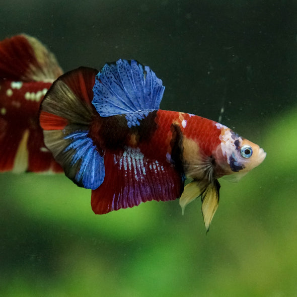 Multicolor/Galaxy Koi Plakat -16 weeks Old