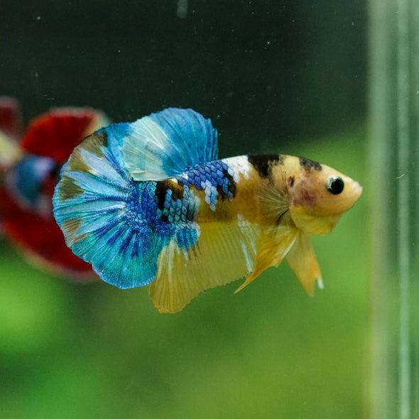 Multicolor/Galaxy Koi Plakat -16 weeks Old