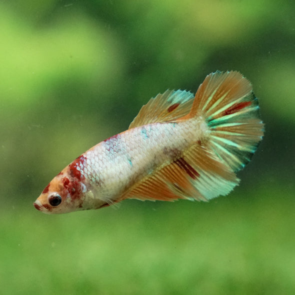 Multicolor/ Galaxy Koi Halfmoon - Female- 13 Weeks Old