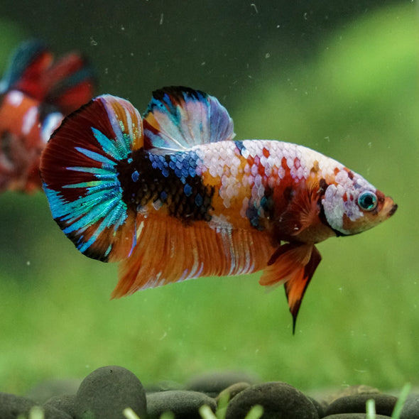 Multicolor/Galaxy Koi Plakat -16 weeks Old