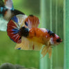 Multicolor/Galaxy Koi Plakat -11 weeks Old