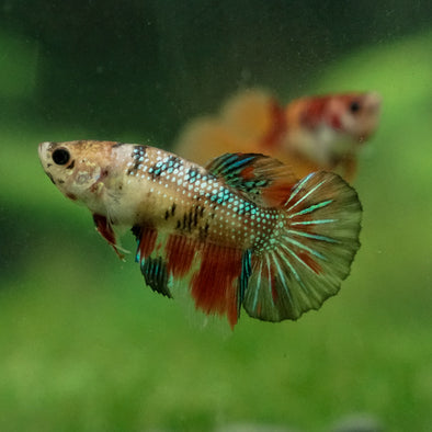 Multicolor/ Galaxy Koi Halfmoon - Female- 13 Weeks Old