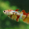 Multicolor/ Galaxy Koi Halfmoon - Female- 13 Weeks Old