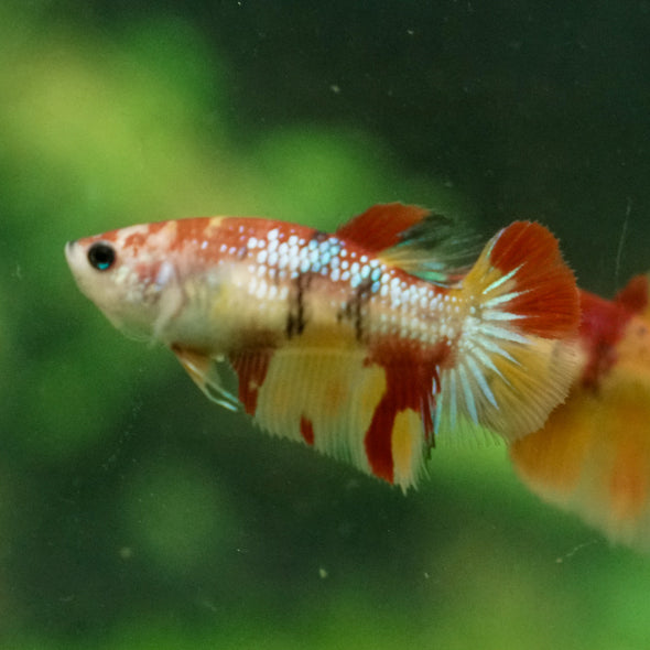 Multicolor/ Galaxy Koi Halfmoon - Female- 13 Weeks Old