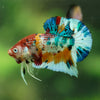Multicolor/Galaxy Koi Plakat -16 weeks Old