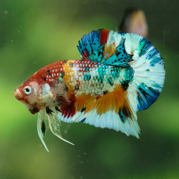 Multicolor/Galaxy Koi Plakat -16 weeks Old