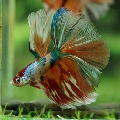 Galaxy/Candy Koi Halfmoon - 14 weeks old