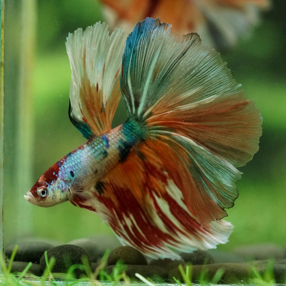 Galaxy/Candy Koi Halfmoon - 14 weeks old