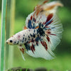 Galaxy/Candy Koi Halfmoon - 13 weeks old