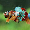 Multicolor/Galaxy Koi Plakat -16 weeks Old