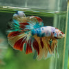 Galaxy/Candy Koi Halfmoon - 13 weeks old