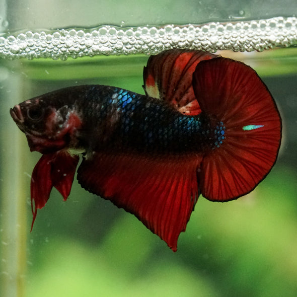 Multicolor/Galaxy Koi Plakat -16 weeks Old
