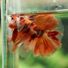 Galaxy/Candy Koi Halfmoon - 14 weeks old