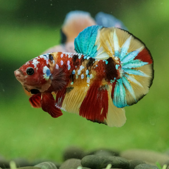 Multicolor/Galaxy Koi Plakat -16 weeks Old