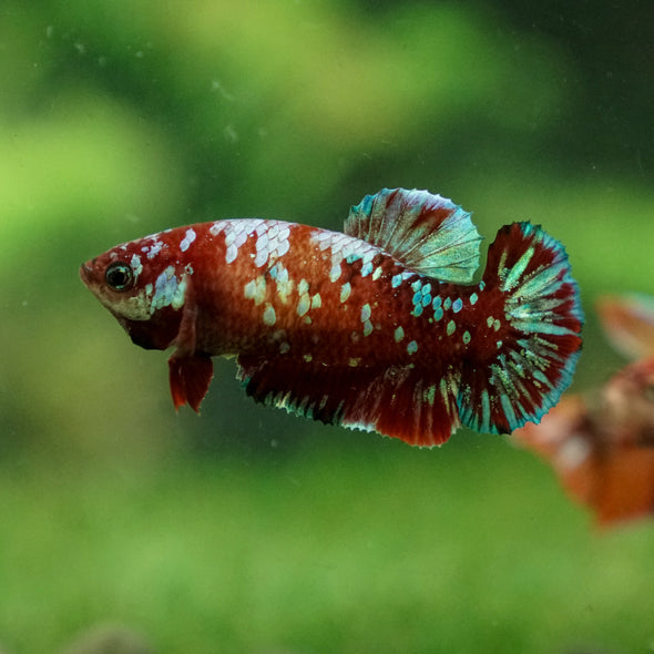 Multicolor/ Galaxy Koi Plakat - Female- 13 Weeks Old