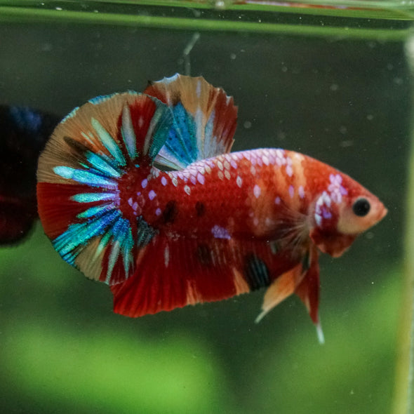 Multicolor/Galaxy Koi Plakat -16 weeks Old