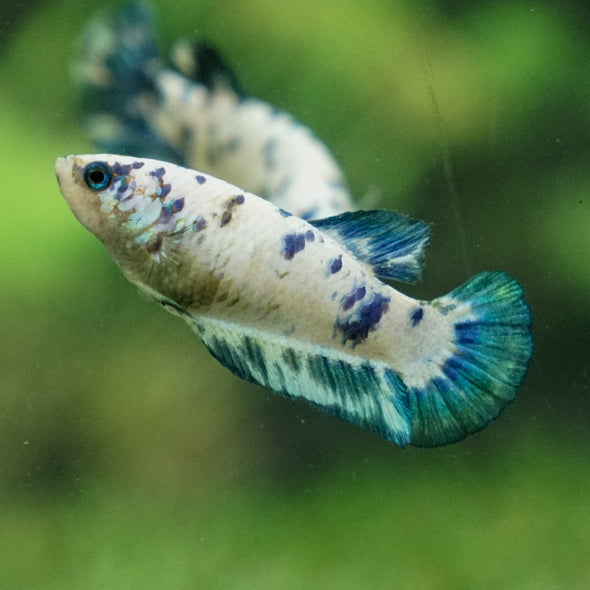 Blue/Green Dalmatian Plakat- Female