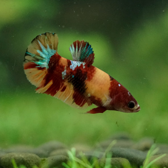 Multicolor/ Galaxy Koi Plakat- Female- 13 Weeks Old