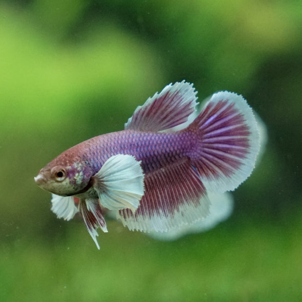 Dumbo Halfmoon - Female