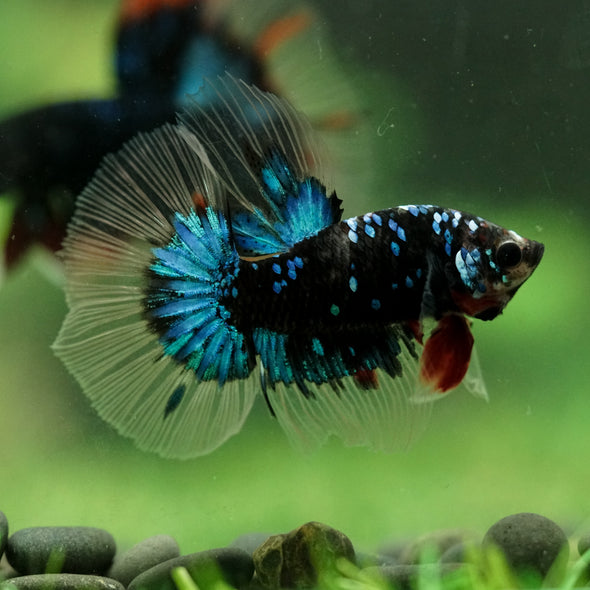 Black Base Galaxy/Candy Koi Halfmoon - 14 weeks old