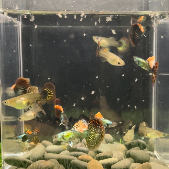 USA Bred Guppies