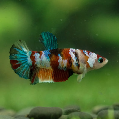 Multicolor/ Galaxy Koi Plakat- Female- 13 Weeks Old